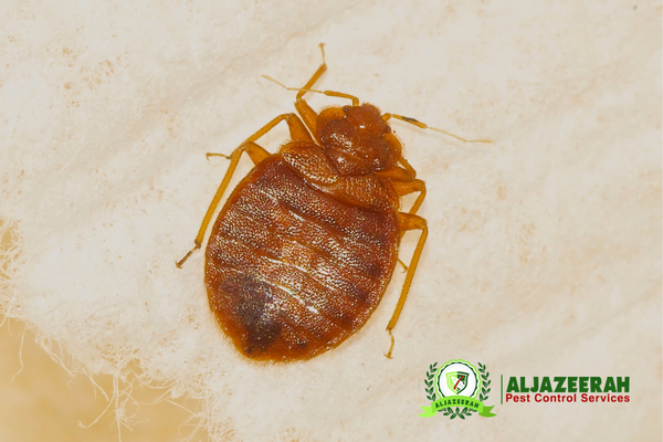 Bed Bugs Dubai Pest Control