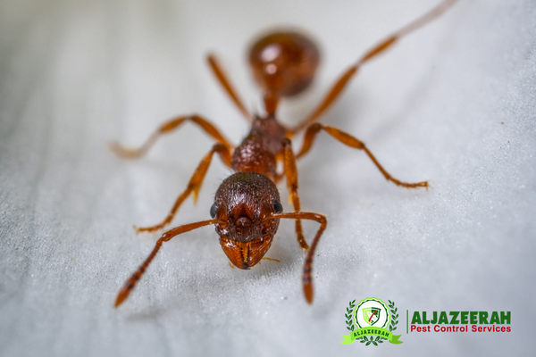 Ant pest Control