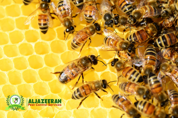 honey bee control services