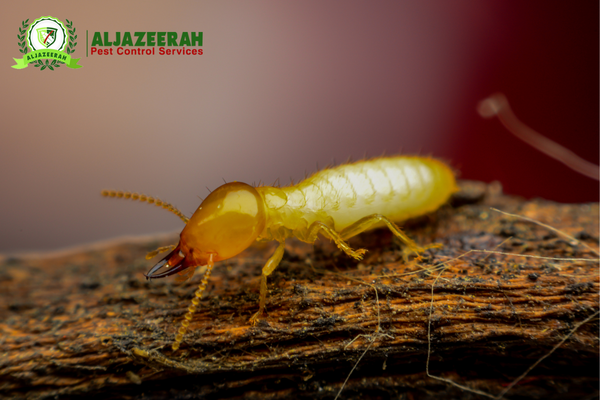 Termites pest control