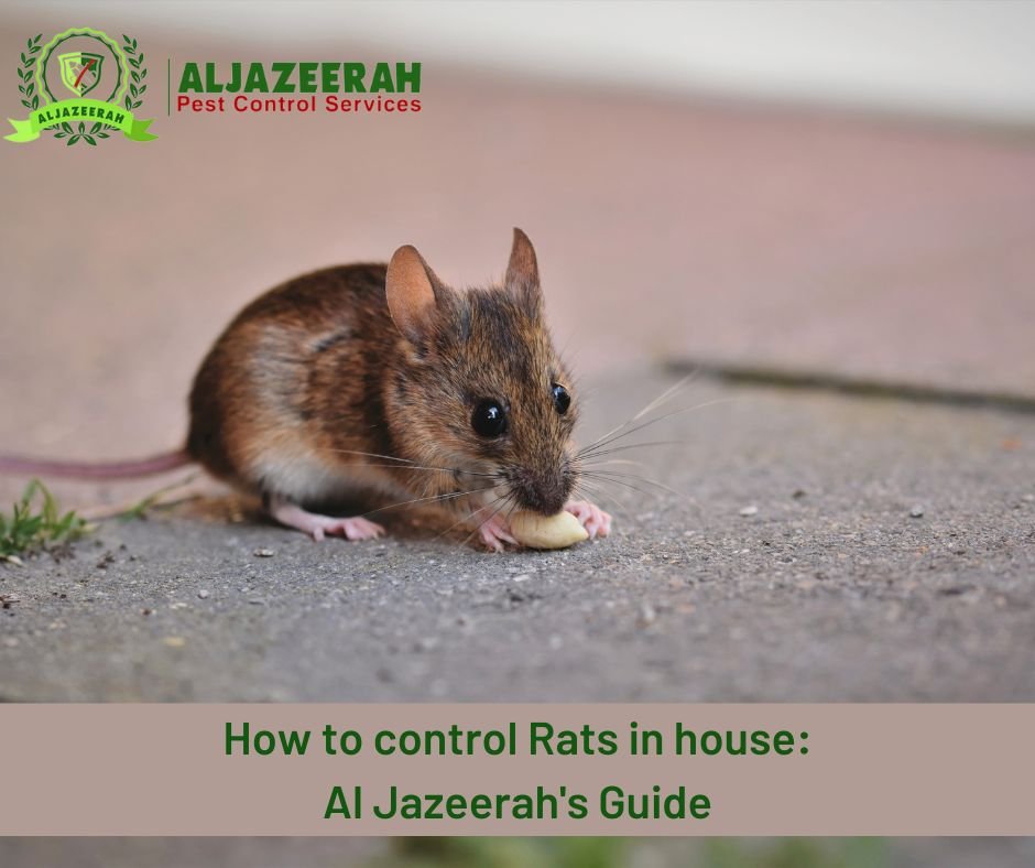 control Rats in house