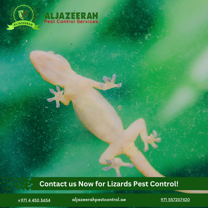 Lizard Pest Control Dubai