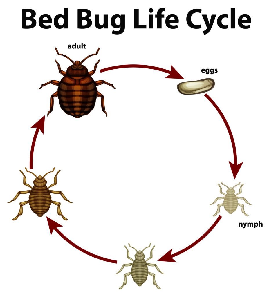 Can Pest Control Get Rid of Bed Bugs