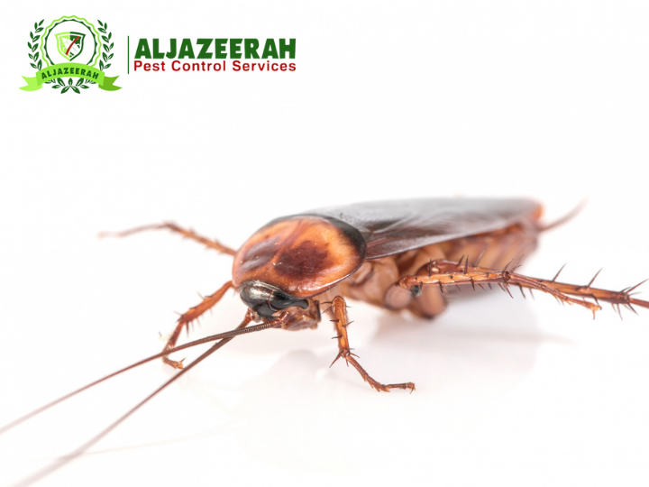 Can Pest Control Get Rid of Roaches