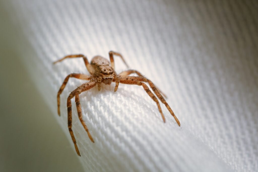 Can Pest Control Get Rid of Spiders