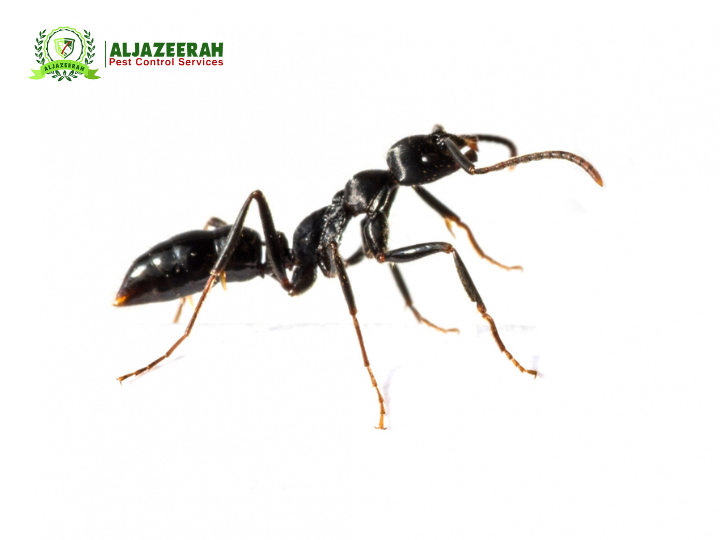 Does Pest Control Get Rid of Ants?