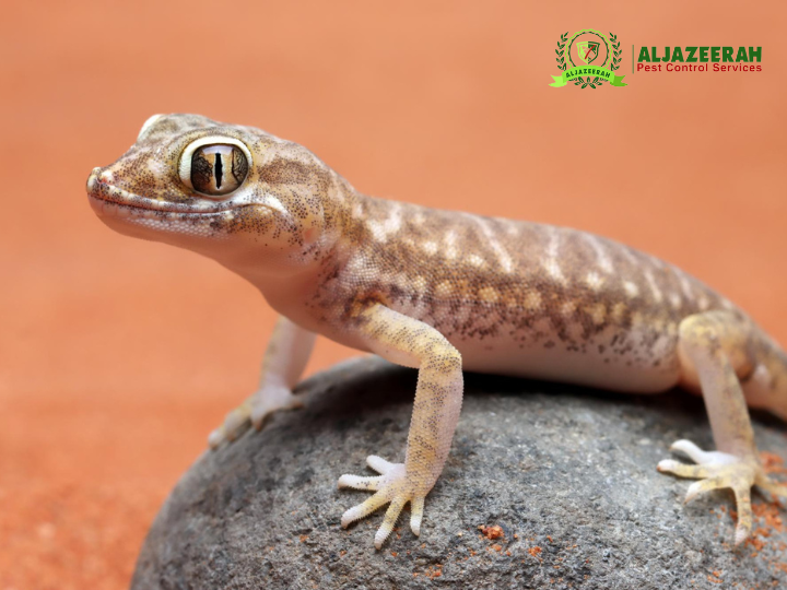 Does Pest Control Get Rid of Lizards?