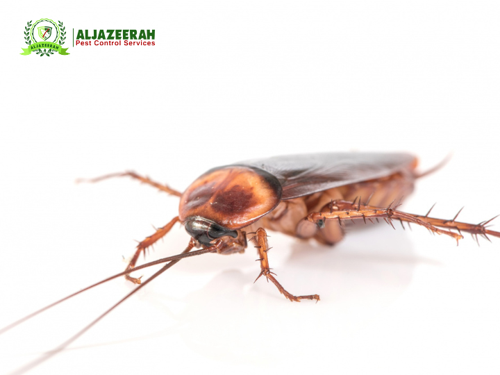 Does Pest Control Get Rid of Roaches?