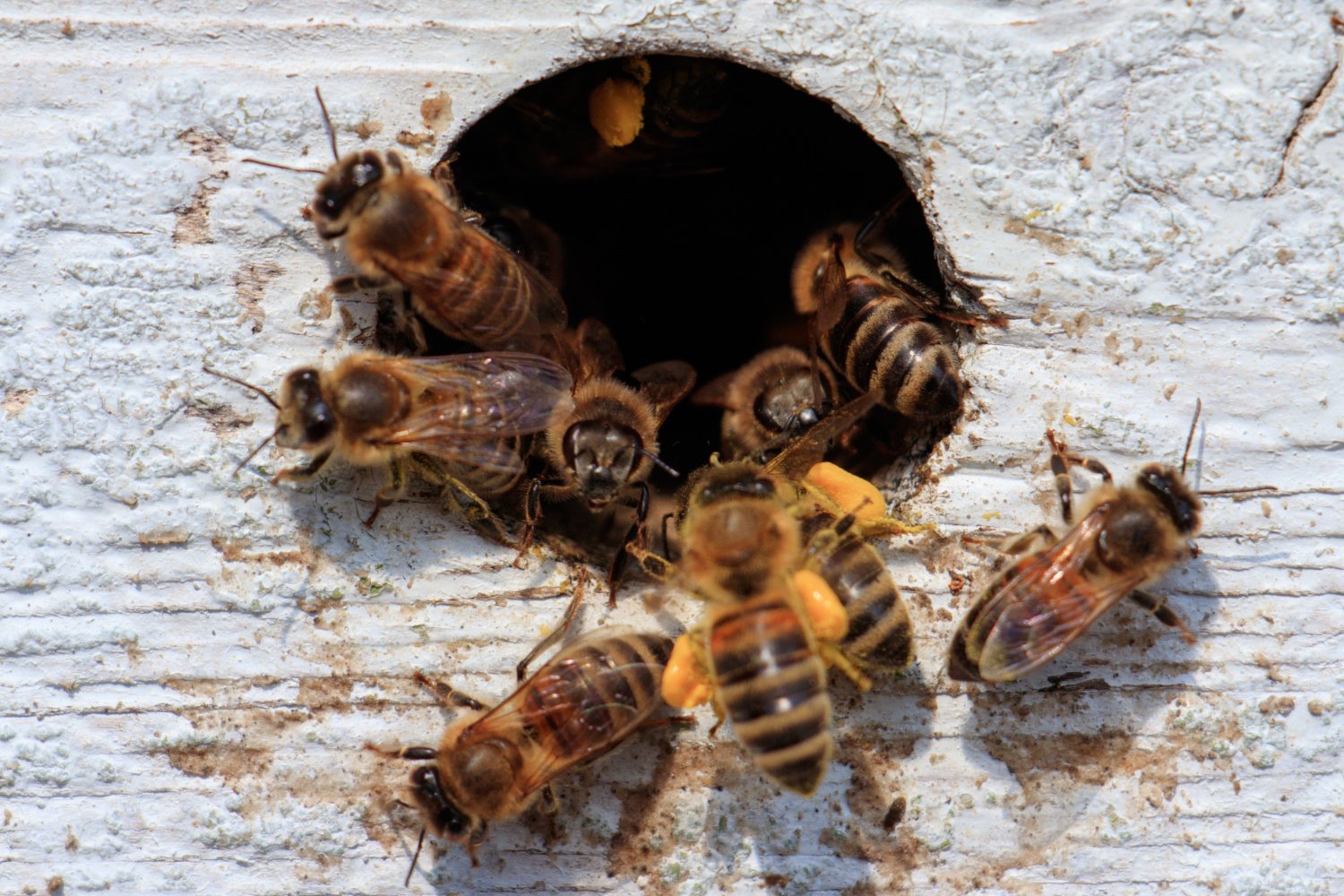 Pest Advice for Controlling Wasps