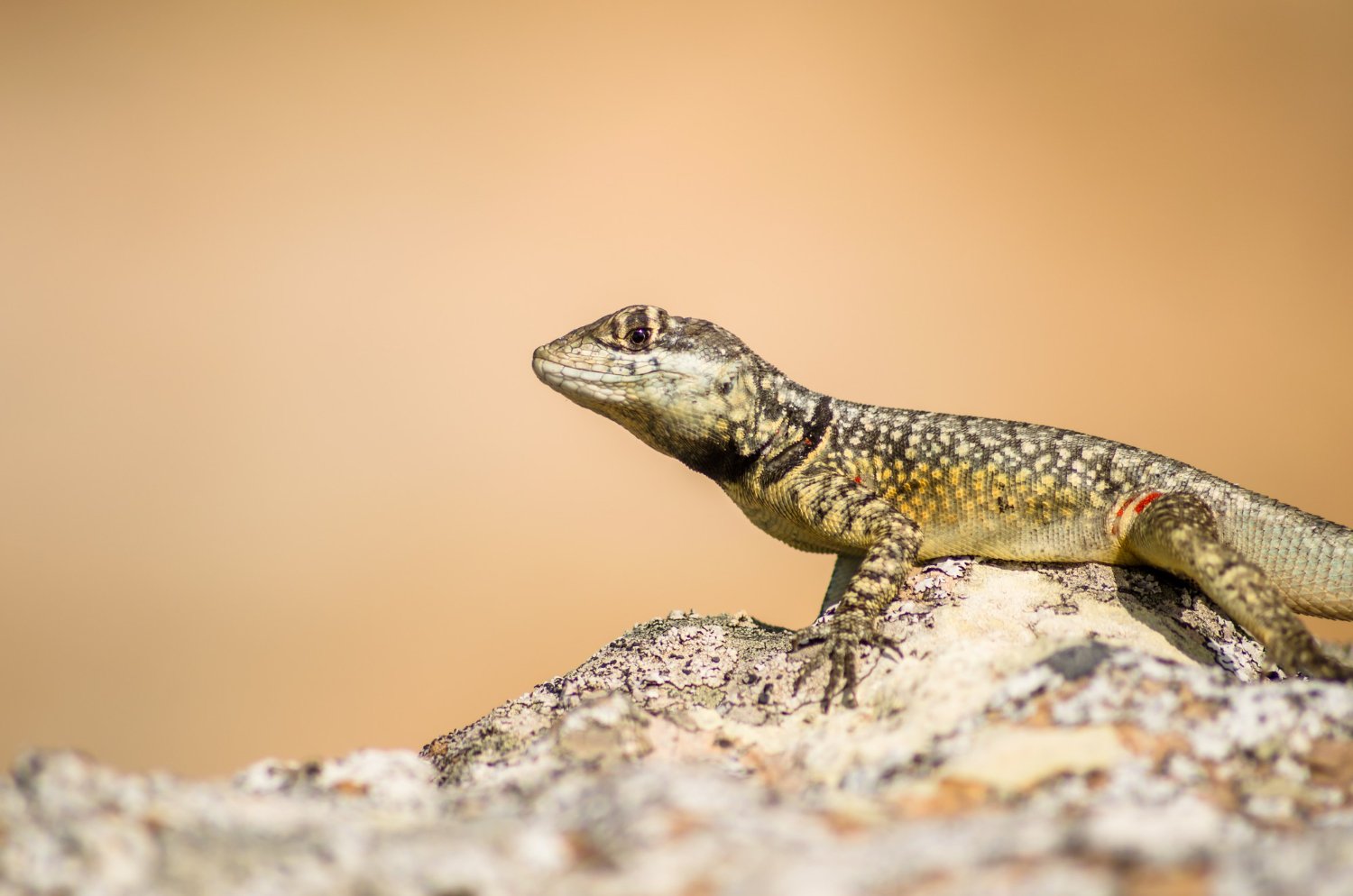 Pest Control for Lizards