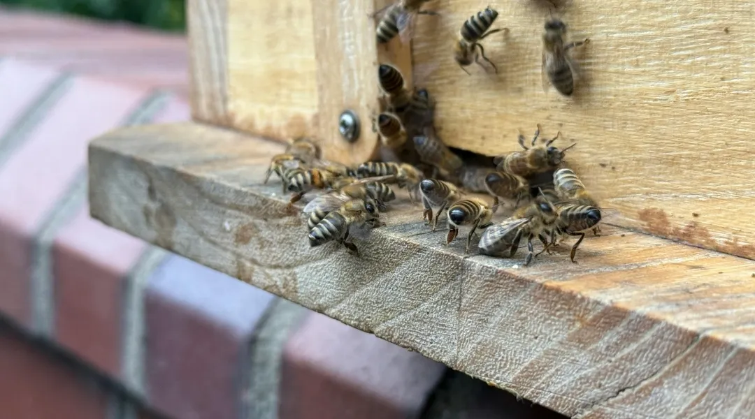 Honeybee Control Al Nahda
