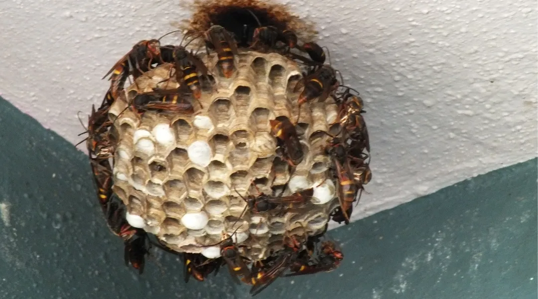 Wasp Control Al Nahda