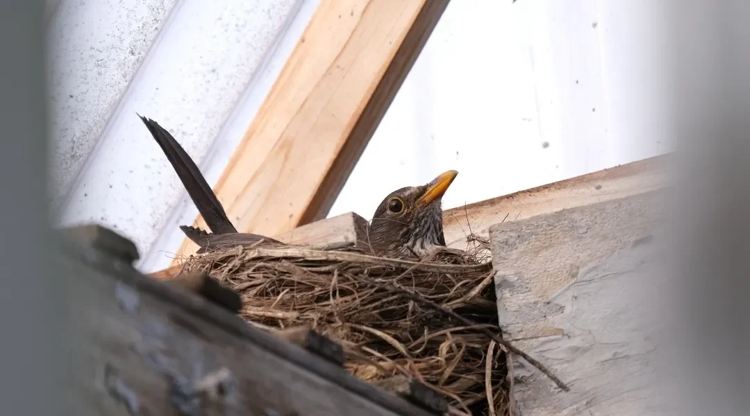 Bird Control Al Nahda